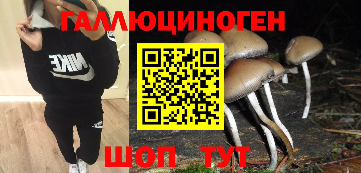 Галлюциногенные грибы Psilocybe Калач-на-Дону